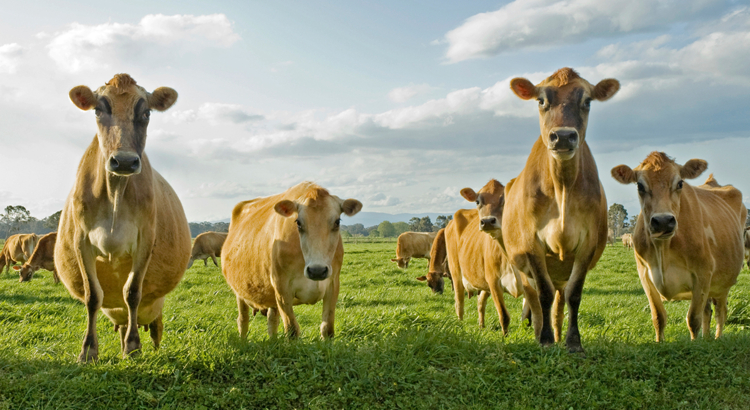Jersey Kühe iStock Gaflynn